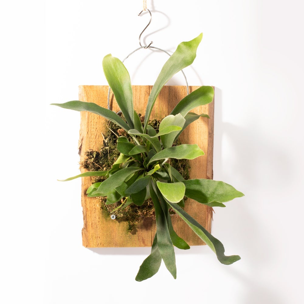 Staghorn | Yarrow Acres