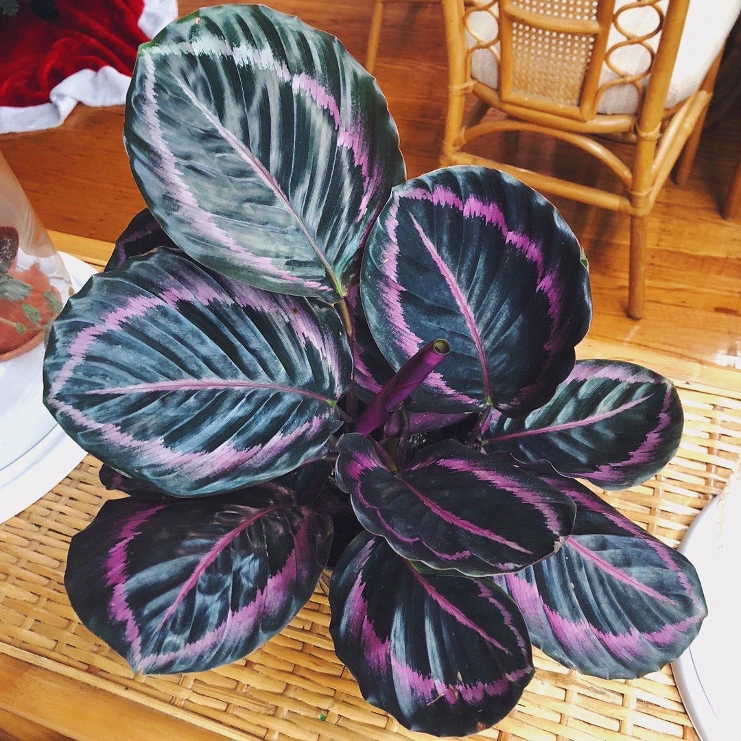Calathea | Yarrow Acres