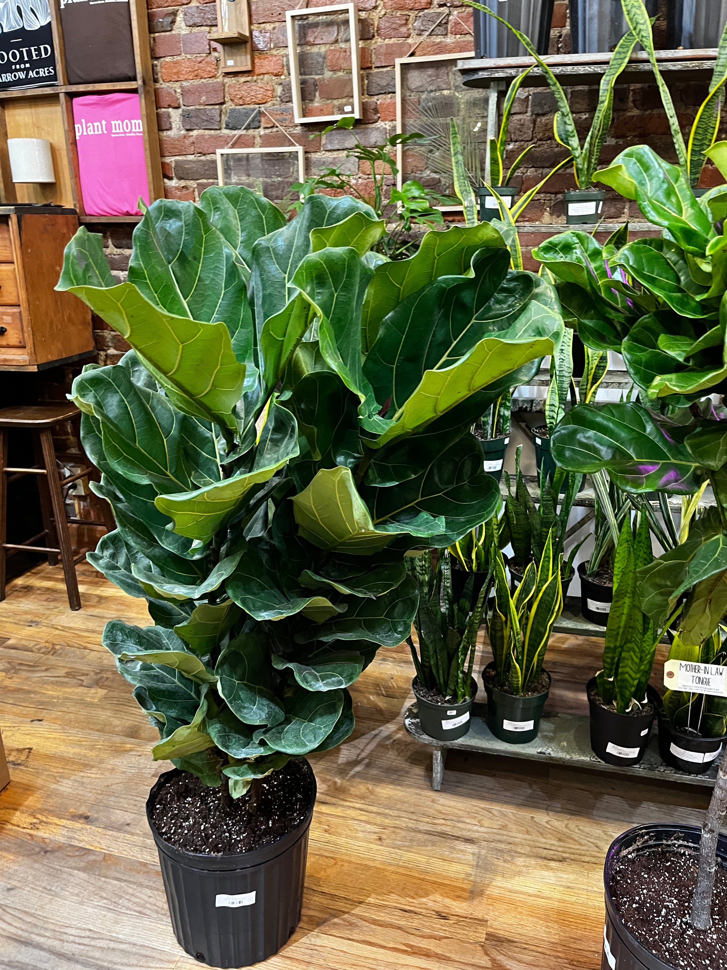 Fiddle Leaf Figs | Yarrow Acres
